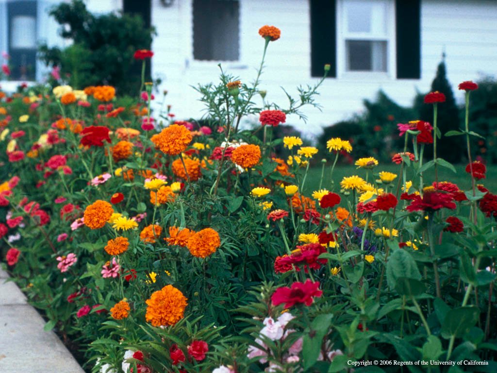 california gardening - the california garden web